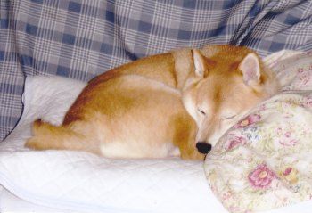 柴犬（吾郎くん）の体験談