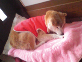 柴犬（ロクくん）の体験談
